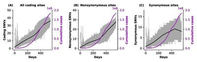 The number of SNVs accrued in the genomes of SARS-CoV-2 in the last 550 days.